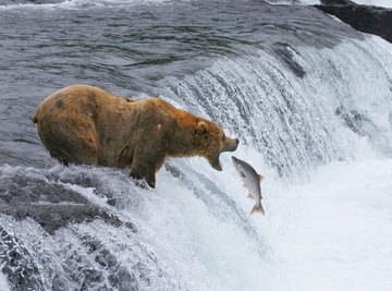 Bear catches salmon in river