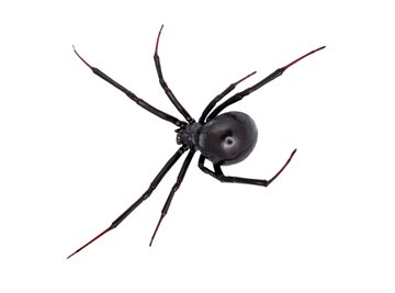 The back of the black widow sometimes has red dots or no markings.