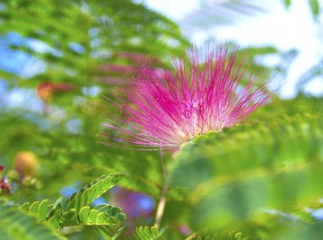 Mimosa tree's delicate flowers and foliage delight gardeners.