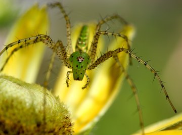 Common Mississippi Spiders 
by Charlie Higgins