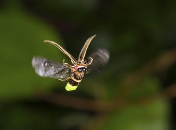Close-up of lightning beetle mid-flight