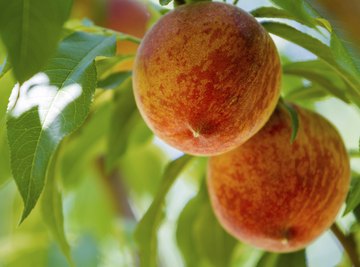 Georgia is famous for its delectable peaches.