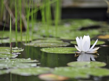 A close-up of aquatic plants.