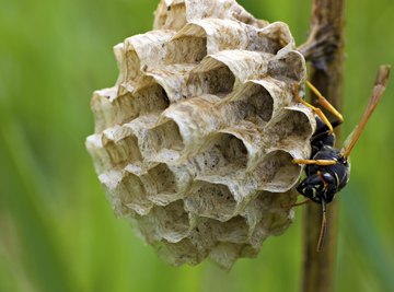 How Do Wasps Make Their Nests?