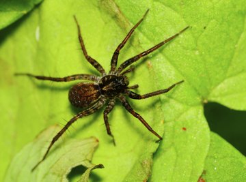 Wolf spiders are common in Michigan.