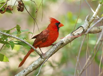 How to Tell if a Cardinal Bird Is Male or Female
