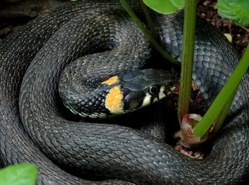 How to Identify Snakes With a Stripe Down the Center of the Back