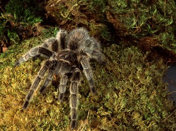 Tarantulas are not native to Florida.