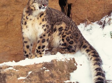 Critically endangered snow leopards have adaptations that help them tolerate high altitudes, extreme cold and the challenges posed by mountain terrain.