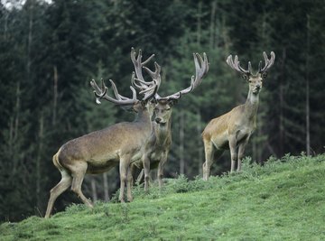 Antlers provide details about a deer's health.