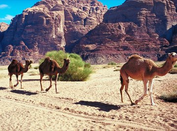 Camels have behavioral, structural and physiological adaptaions that conserve water.