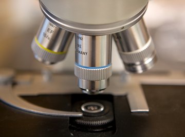 The revolving nosepiece of a microscope allows the user to change magnification.