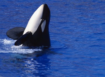 Killer whales are warm-blooded mammals that love cold water.