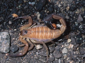 Some of the smallest scorpions are the most dangerous.