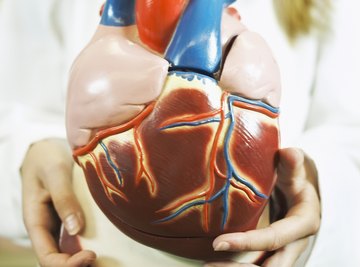 An over-sized heart model may be easier to manage for younger children.