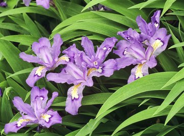 Crested Dwarf Iris growing in the Great Smokey Mountains National Park in Tennessee