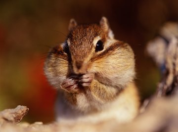 Squirrels can stuff their cheeks full of food to carry off for later.