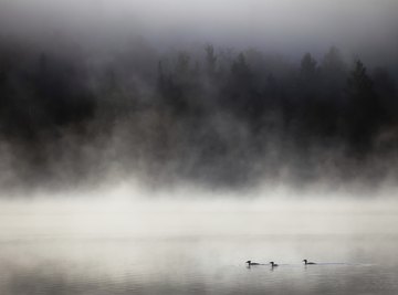 Steam fog can form over water on particularly cold days.