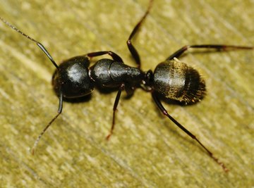 Black carpenter ant on wood.