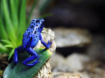 A blue poison dart frog sits on a leaf on a rock.