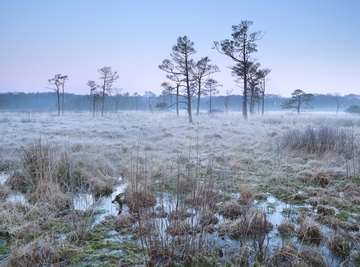 A bog at sunrise.