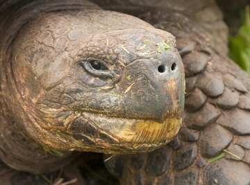 A Galapagos tortoise at an Australian zoo lived to 176 years old.