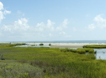 Swamp grass comes in many different varieties.