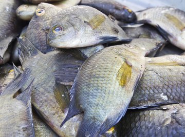 Tilapia for sale at a market.