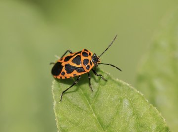 Harlequin bugs are a big problem in the southern U.S.