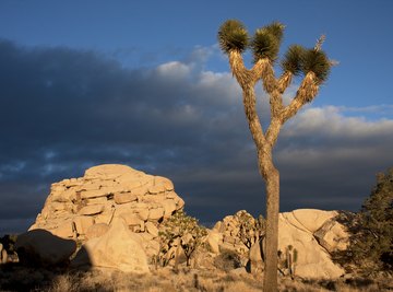 The Joshua tree is an icon of the Mojave Desert.