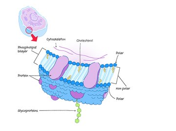 cell membrane diagram