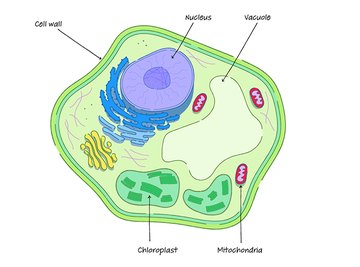 structure of a generalized cell