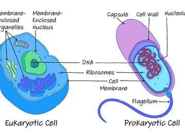 similarities between prokaryotic and eukaryotic cells essay