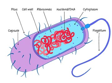 Prokaryotic Cell Structure | Sciencing