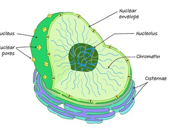 what does chromatin look like in a plant cell