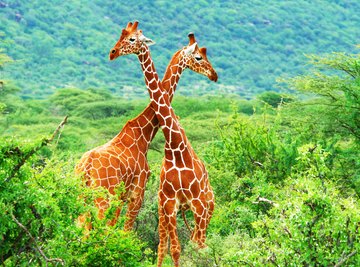 How Do Giraffes Mate