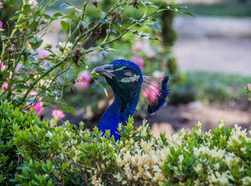 Inspired by Peacock Feathers - National Solutions