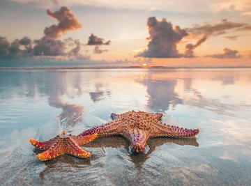 When to Get Starfish on the Beach