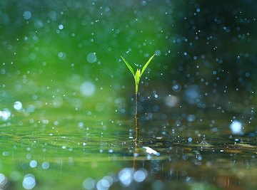 The Rain's Importance to Life on Earth