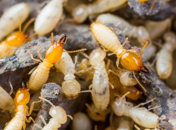 Naphthalene Poisoning and Termites