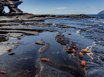 Noise pollution can be deadly for crabs.