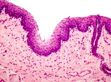 Difference between simple deals and stratified epithelial tissue