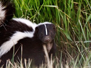 How to Tell a Female From a Male Skunk