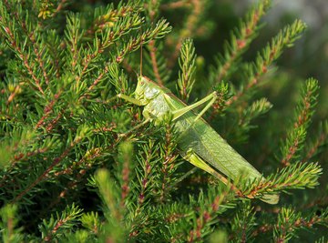 How to Tell a Cricket From a Grasshopper