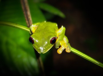 Animals That Chirp at Night