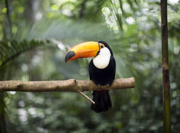Animals That Live in the Canopy Layer of the Rainforest