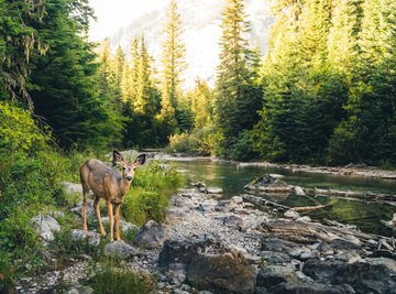 What Are the Trophic Levels in Our Ecosystem?