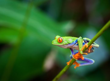 frogs on a red cells slide