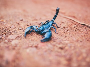 Types of Scorpions Native to Colorado