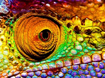 Bright colors in the animal kingdom: Why some use them to impress and  others to intimidate